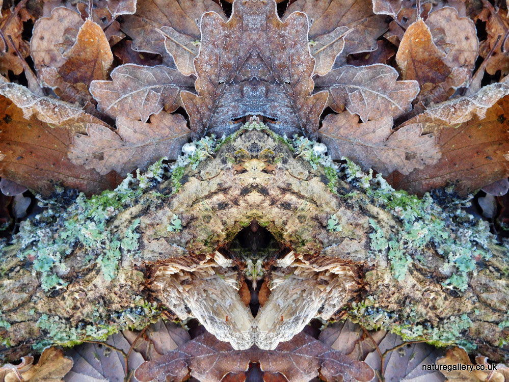 Nature Gallery