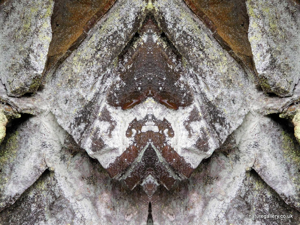 Nature Gallery