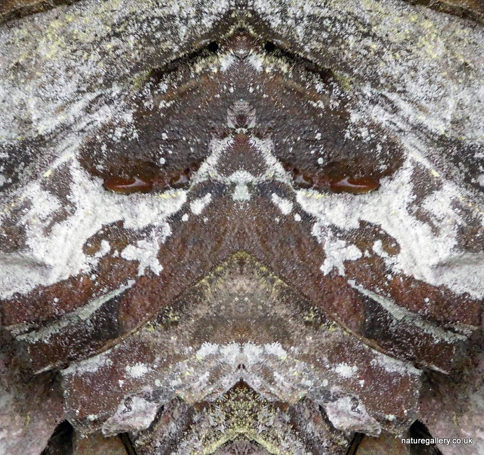 Nature Gallery