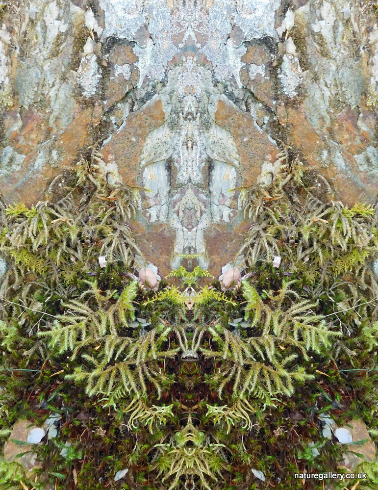 Nature Gallery