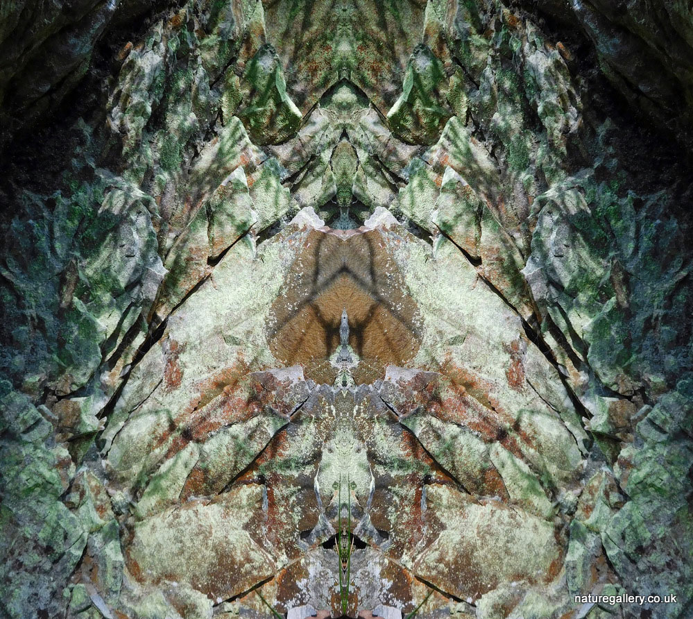 Nature Gallery