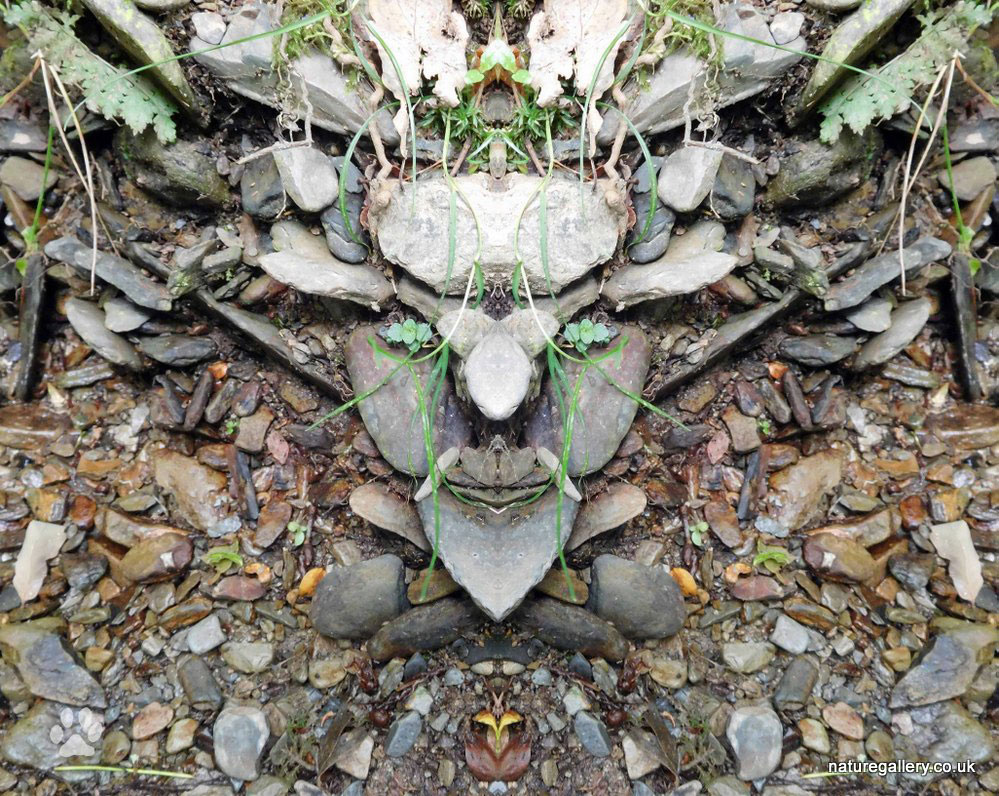 Nature Gallery