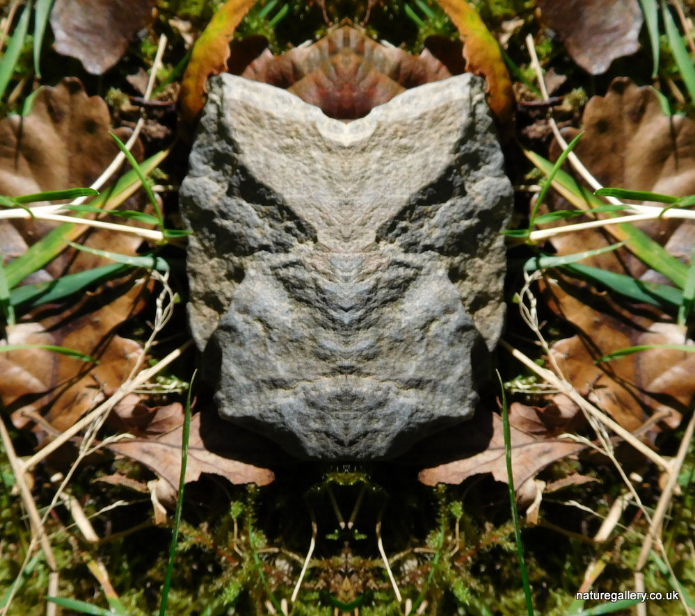 Nature Gallery