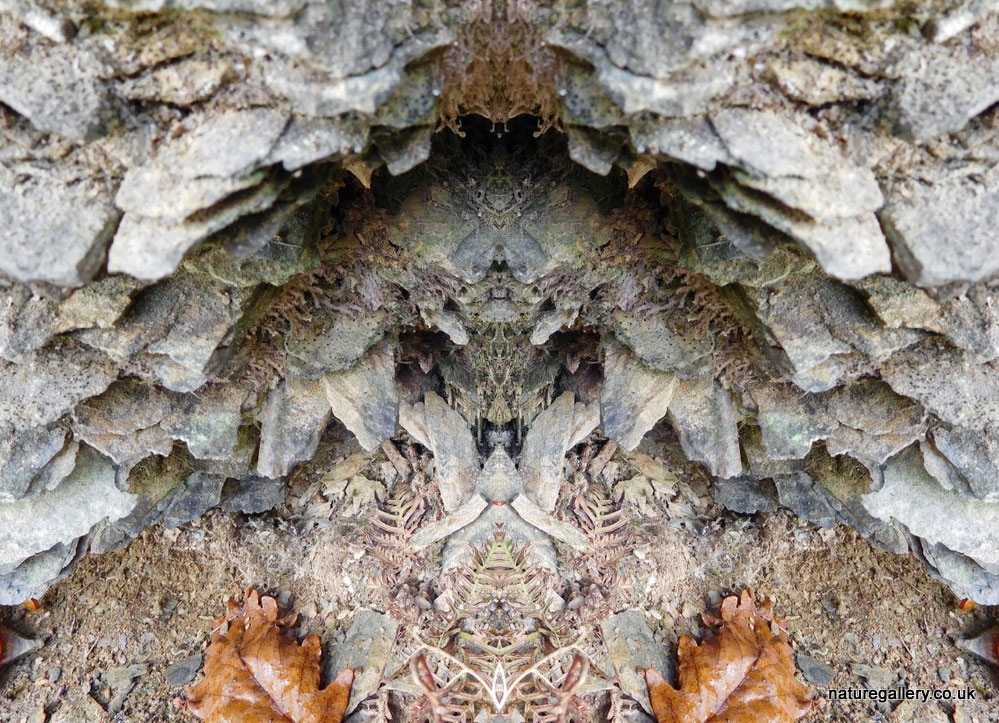 Nature Gallery
