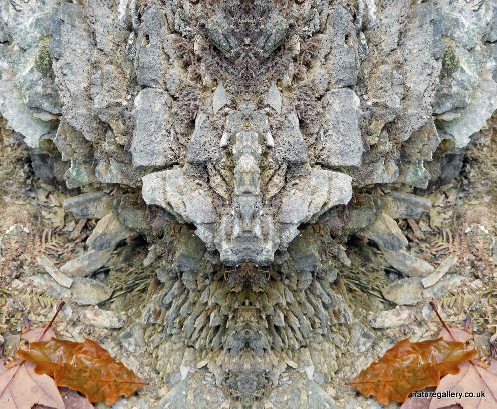 Nature Gallery