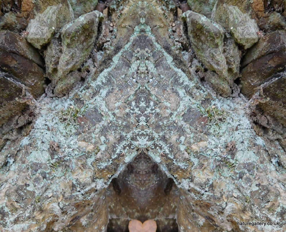 Nature Gallery