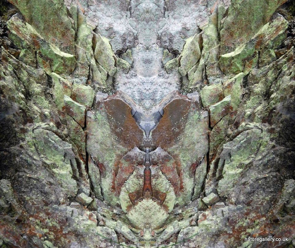 Nature Gallery