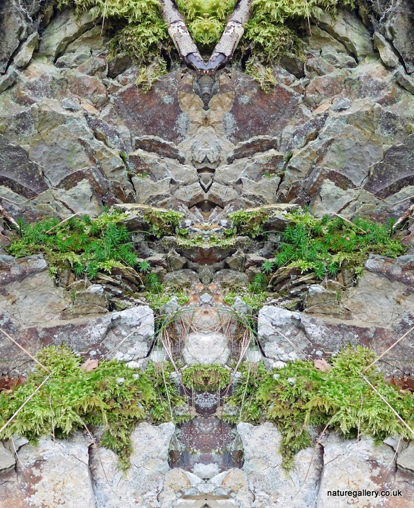 Nature Gallery