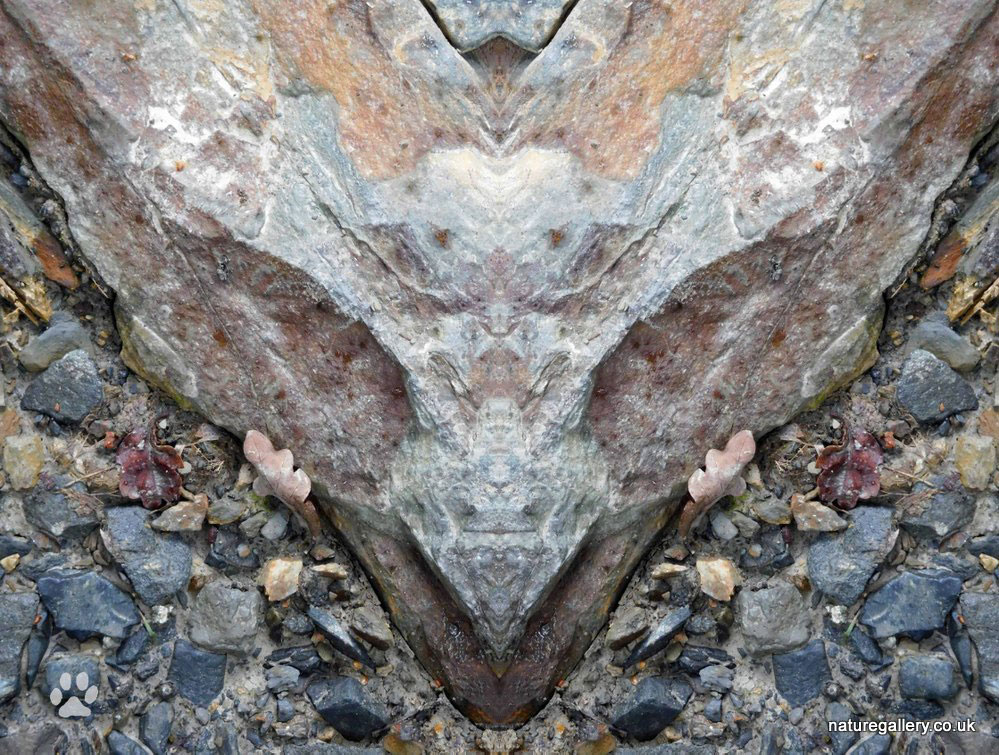 Nature Gallery