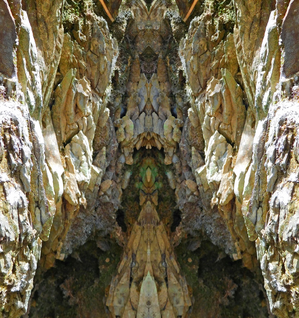 Nature Gallery