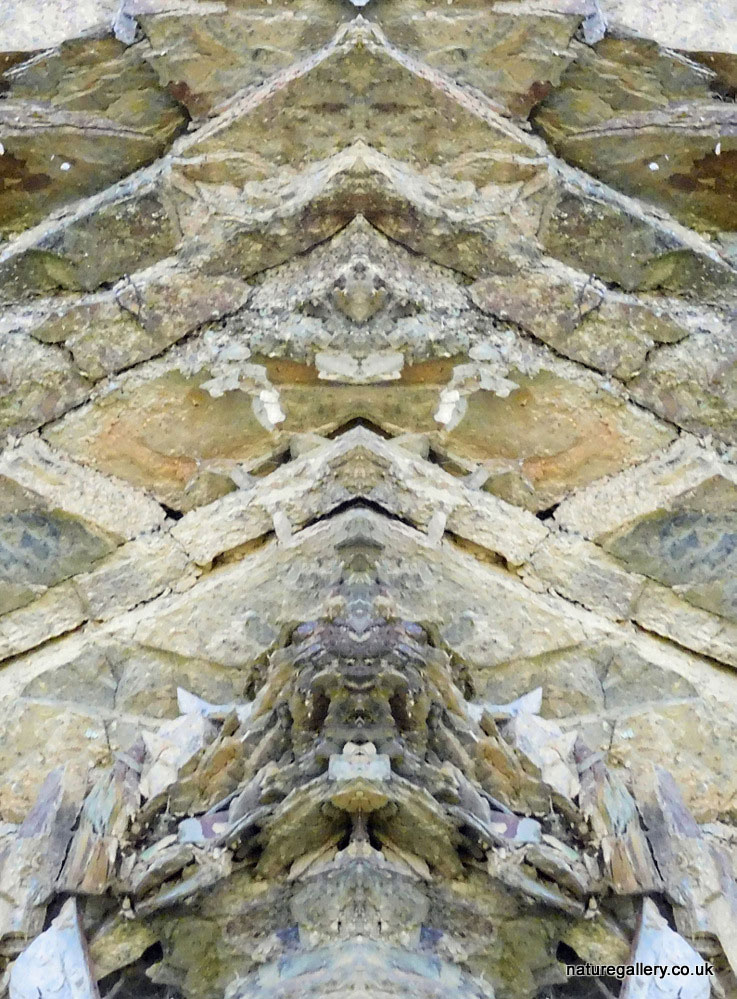 Nature Gallery