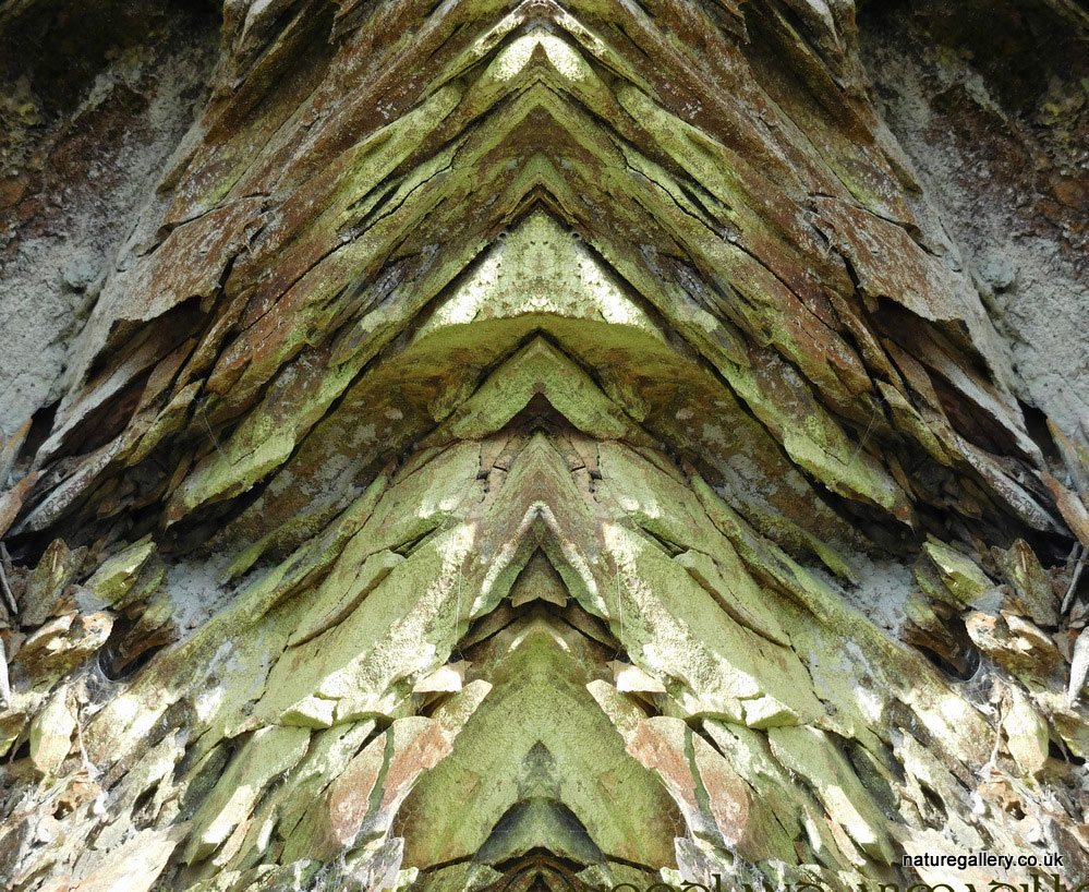 Nature Gallery