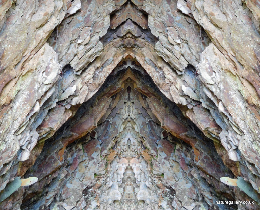 Nature Gallery