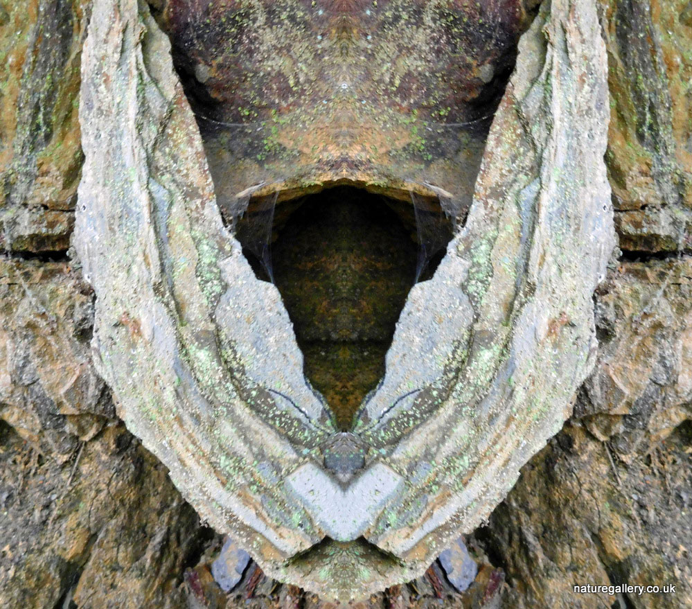 Nature Gallery