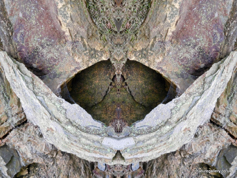 Nature Gallery