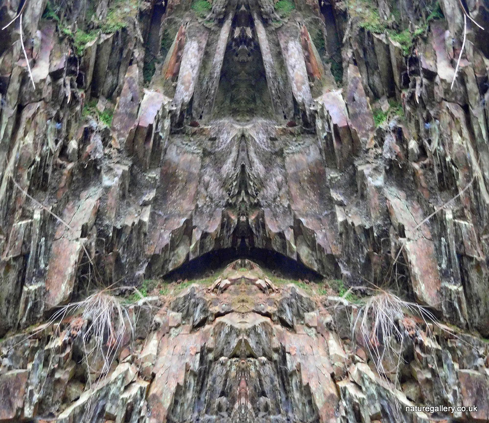 Nature Gallery