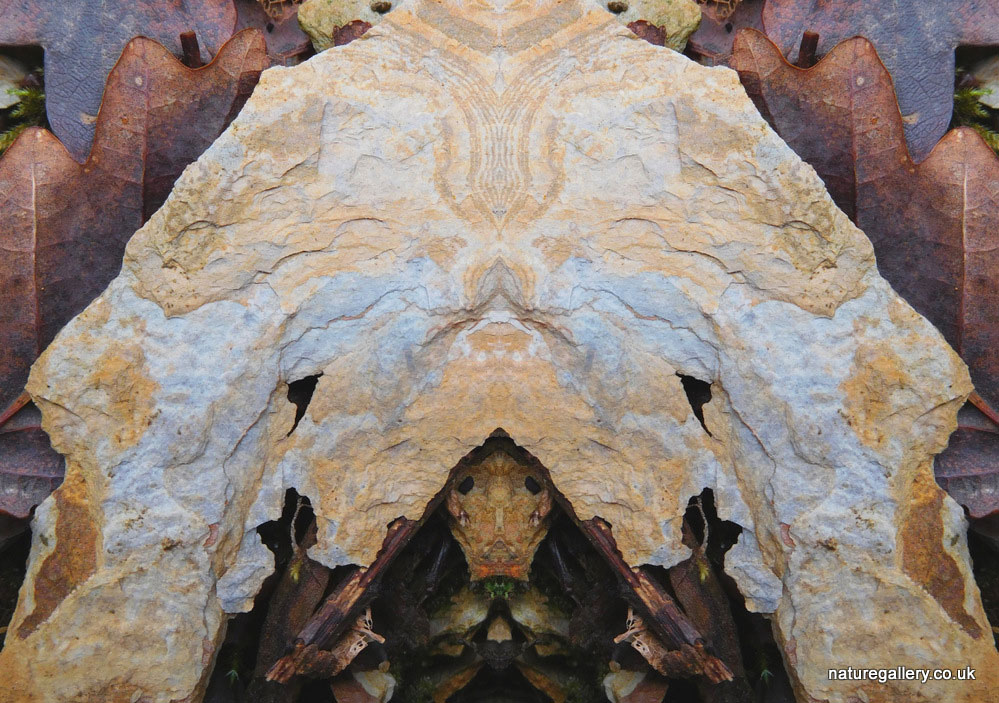 Nature Gallery