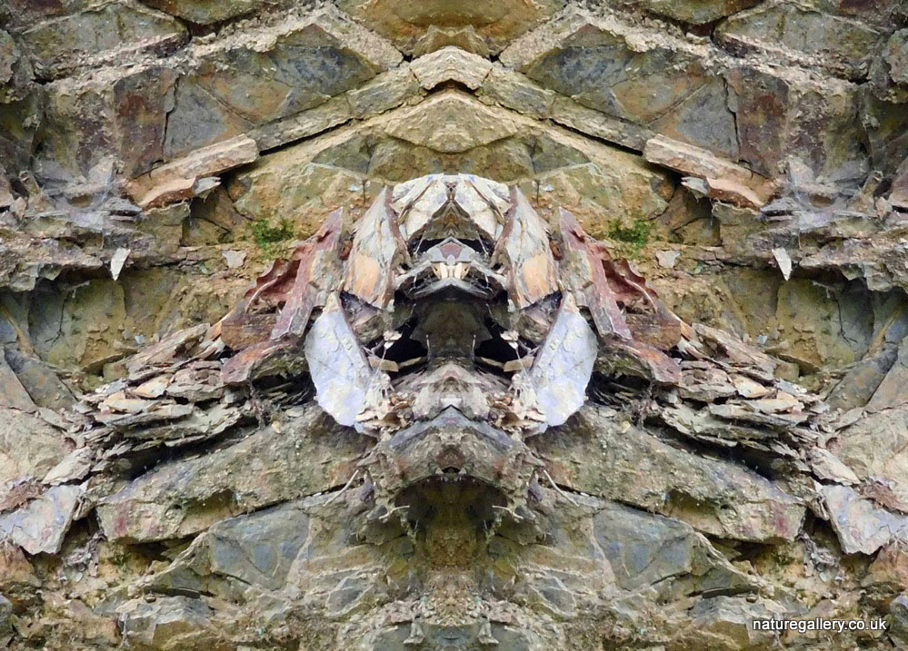 Nature Gallery