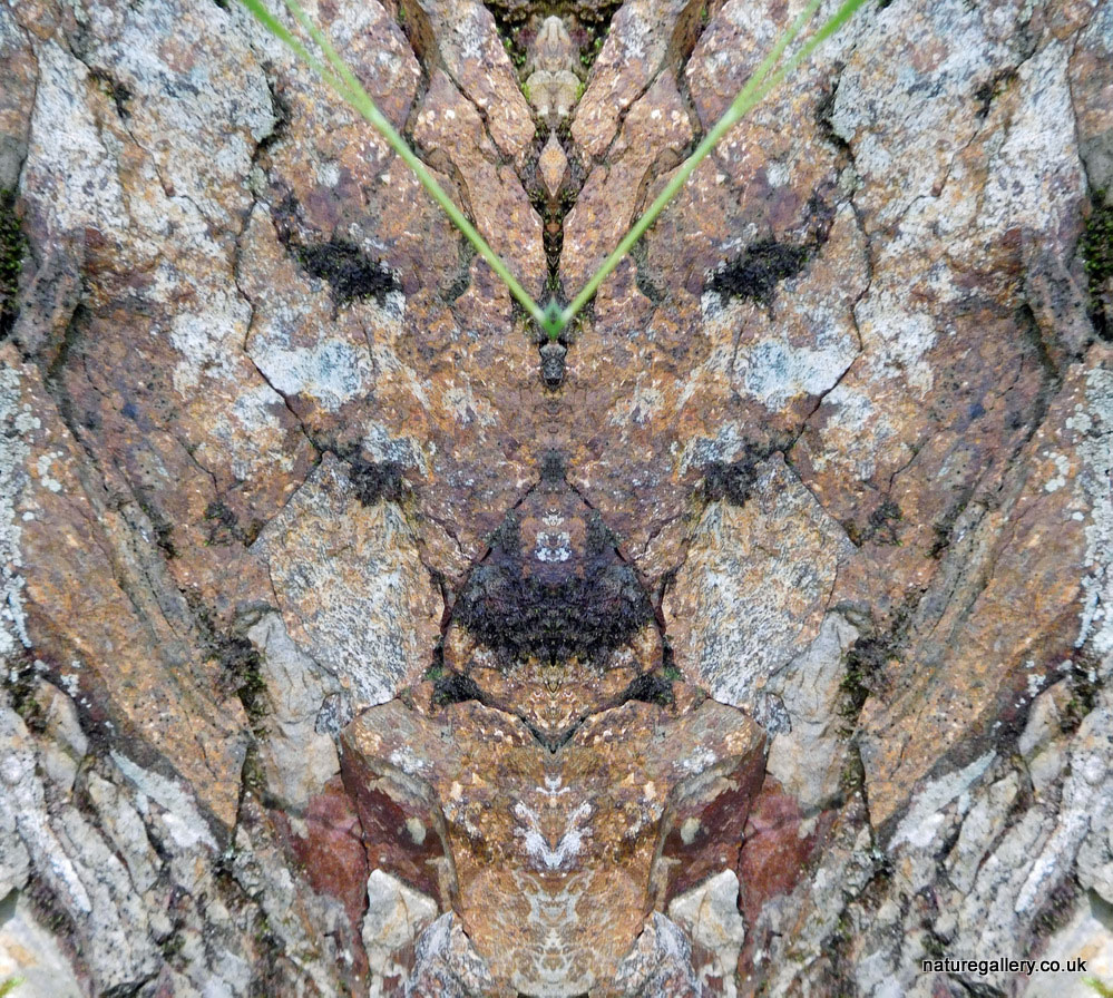Nature Gallery