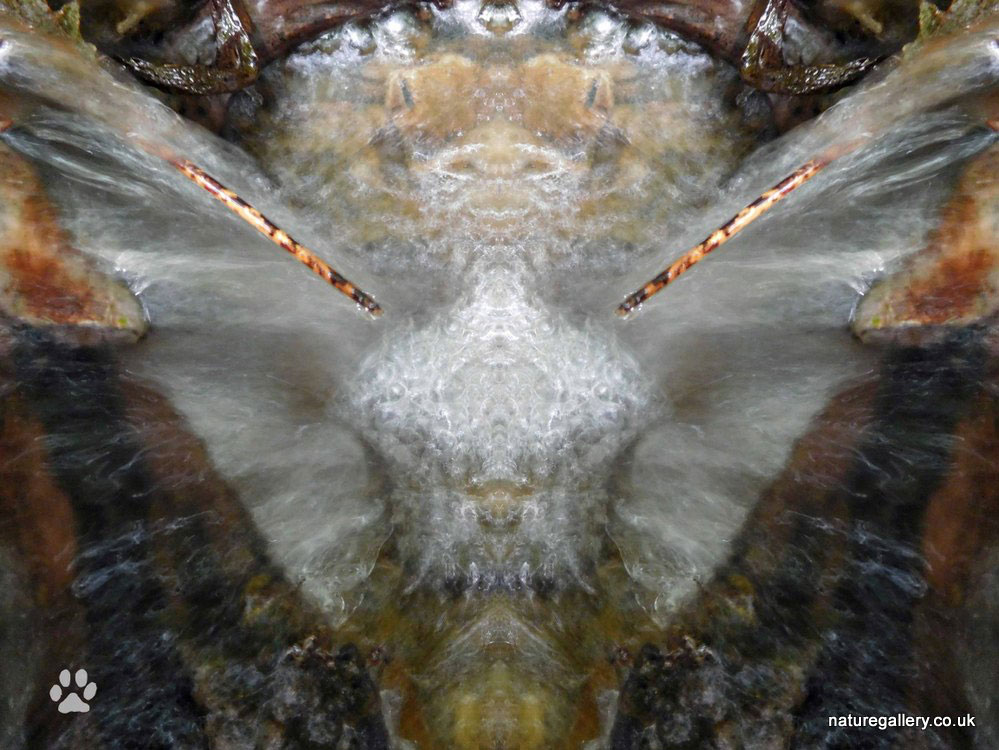 Nature Gallery