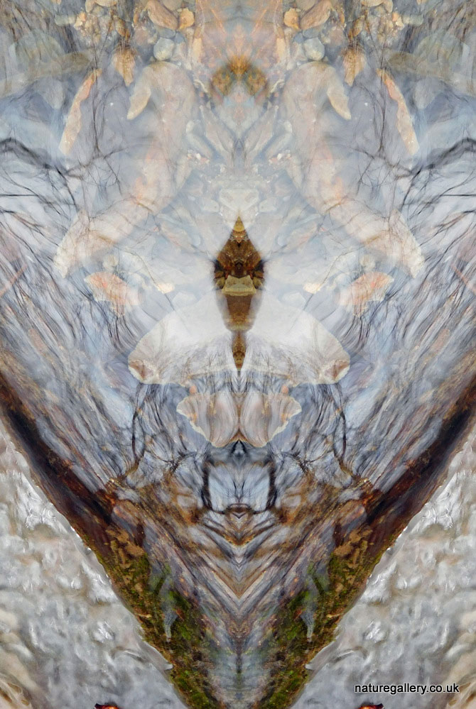 Nature Gallery