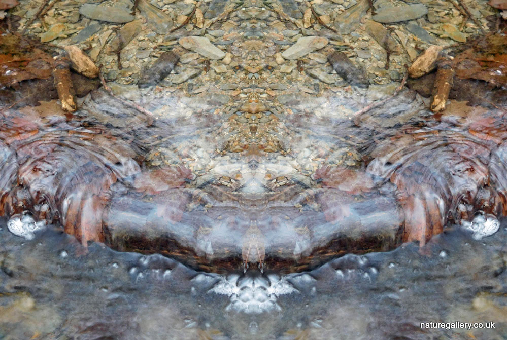 Nature Gallery