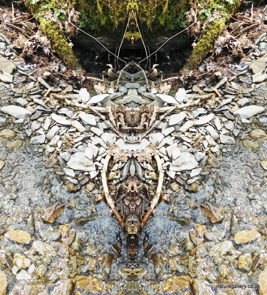 Nature Gallery