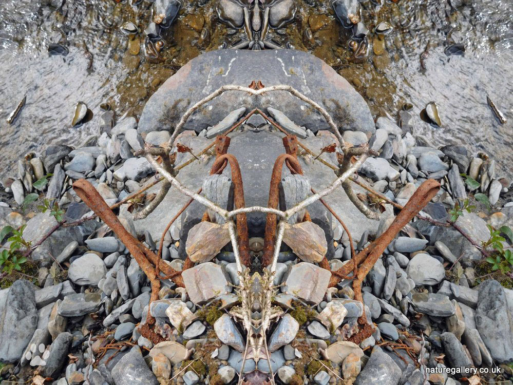 Nature Gallery