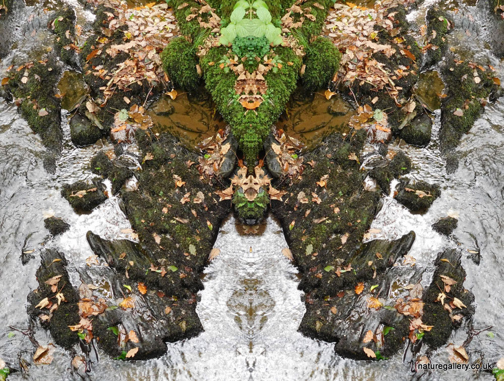 Nature Gallery