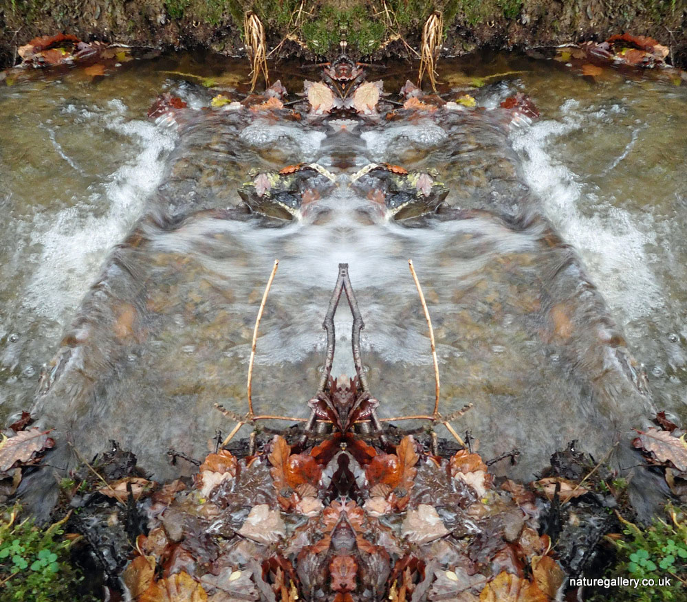 Nature Gallery