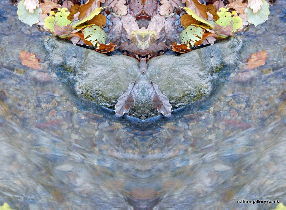 Nature Gallery