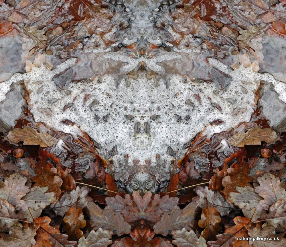 Nature Gallery