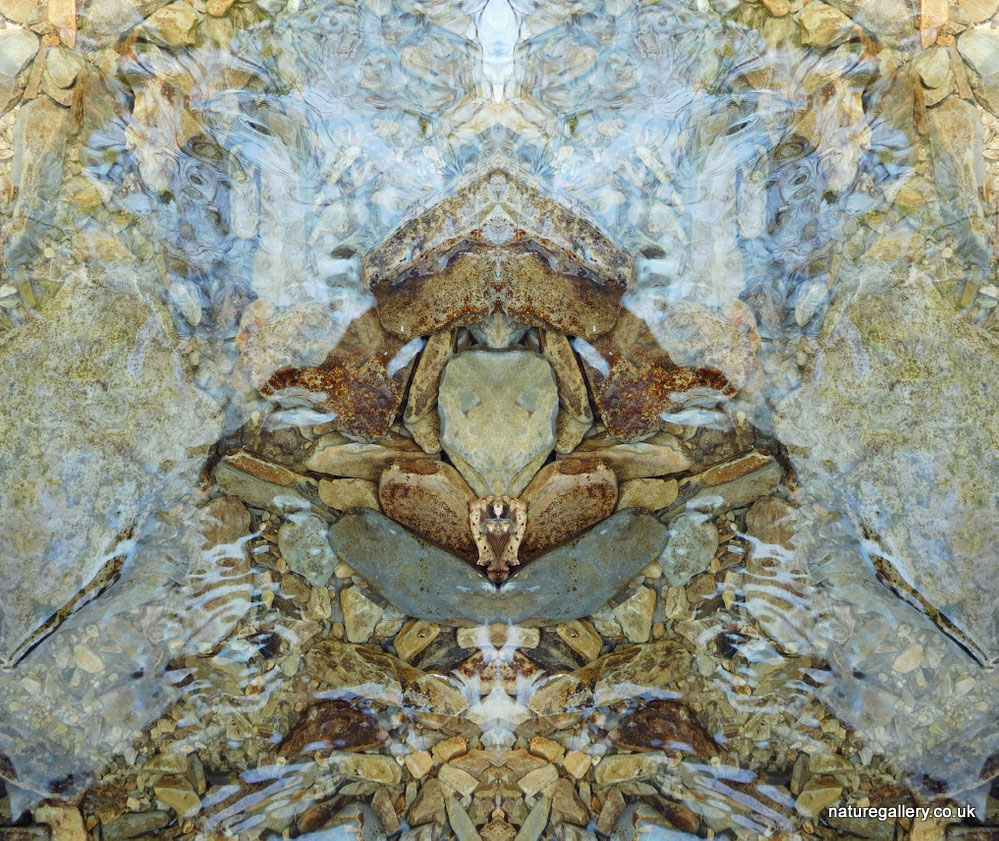 Nature Gallery