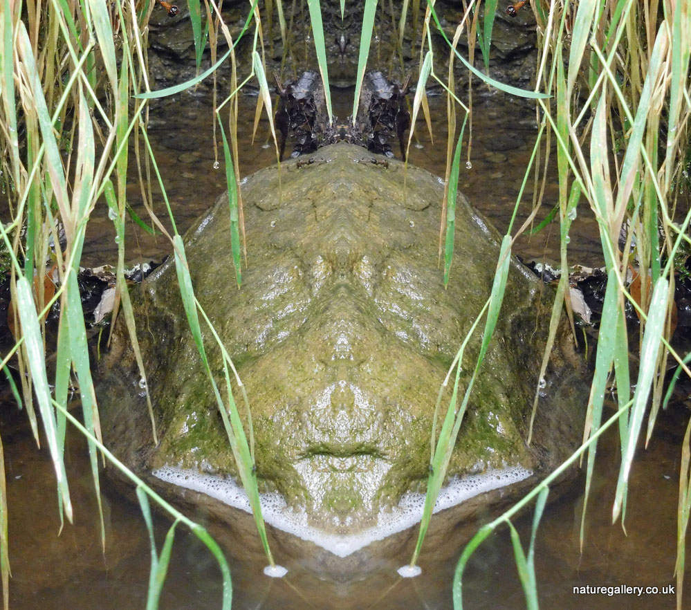 Nature Gallery