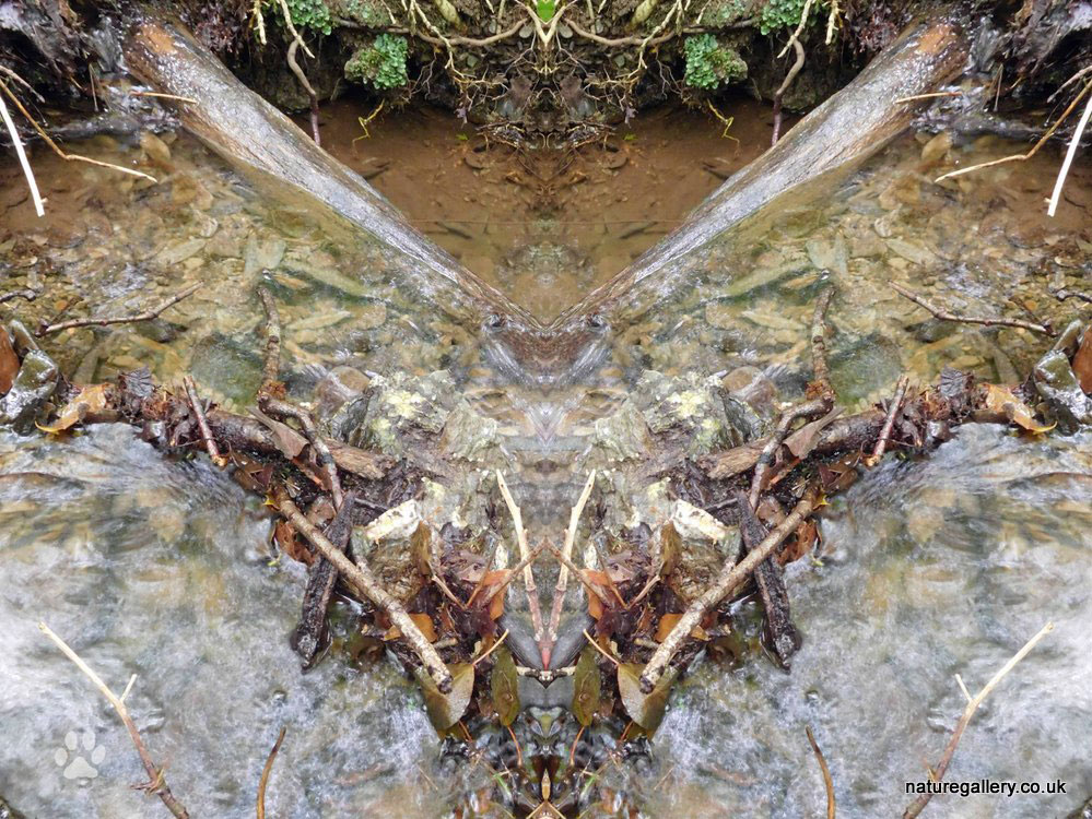 Nature Gallery
