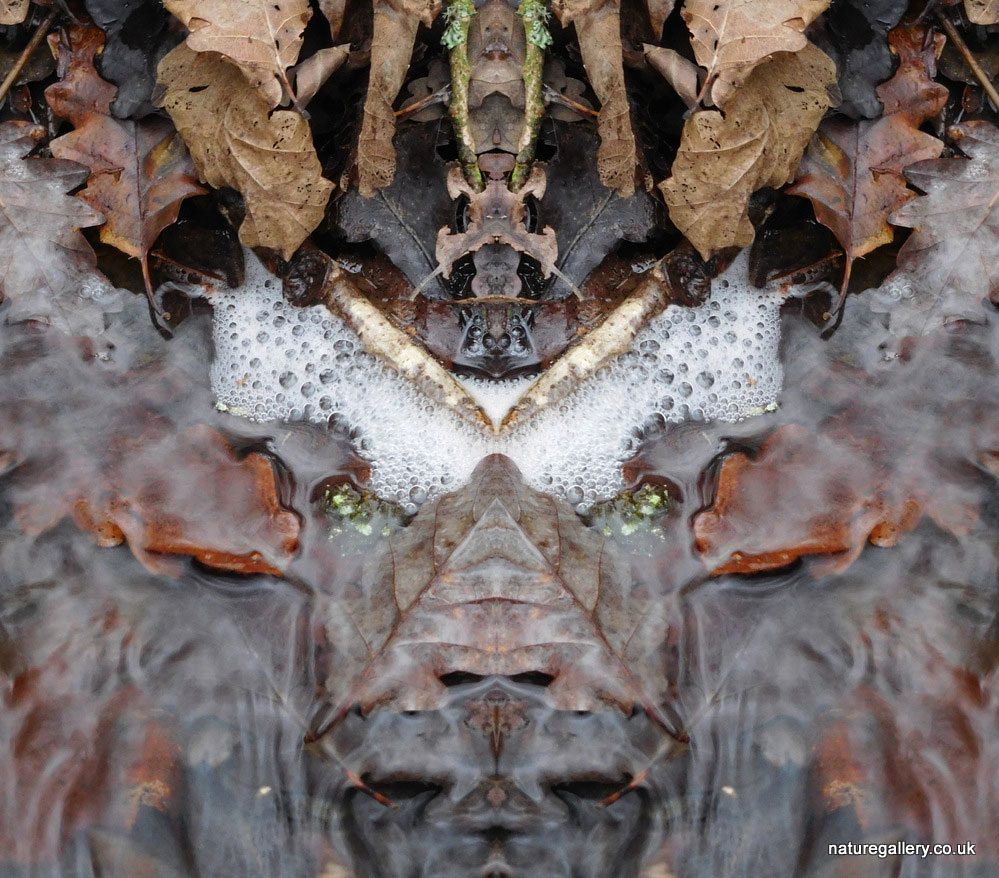 Nature Gallery