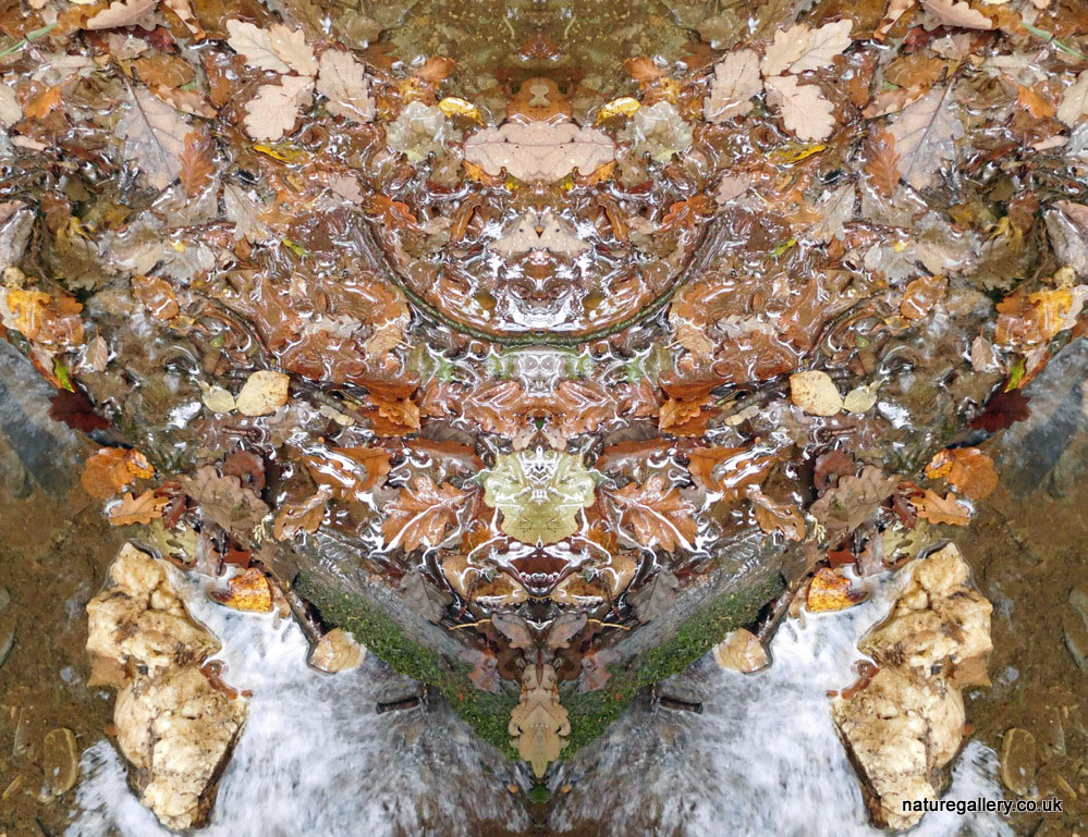 Nature Gallery