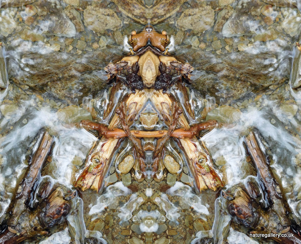 Nature Gallery