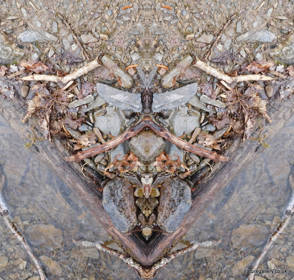 Nature Gallery