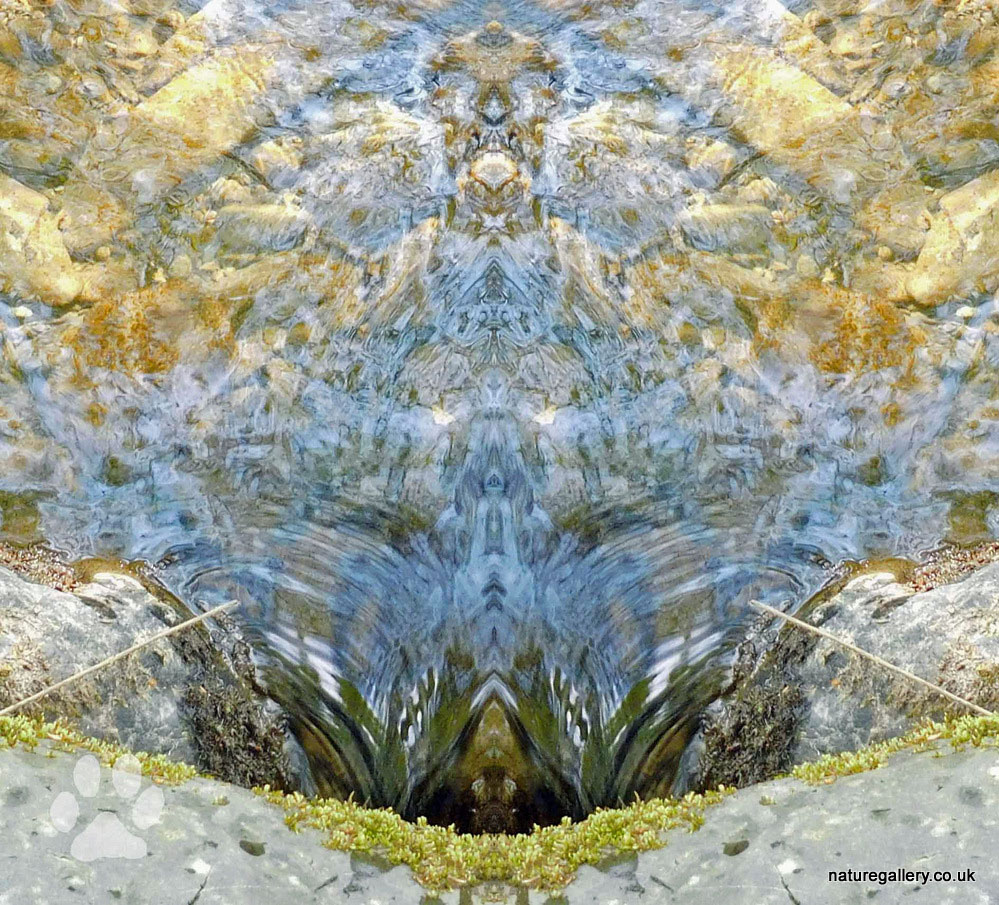 Nature Gallery