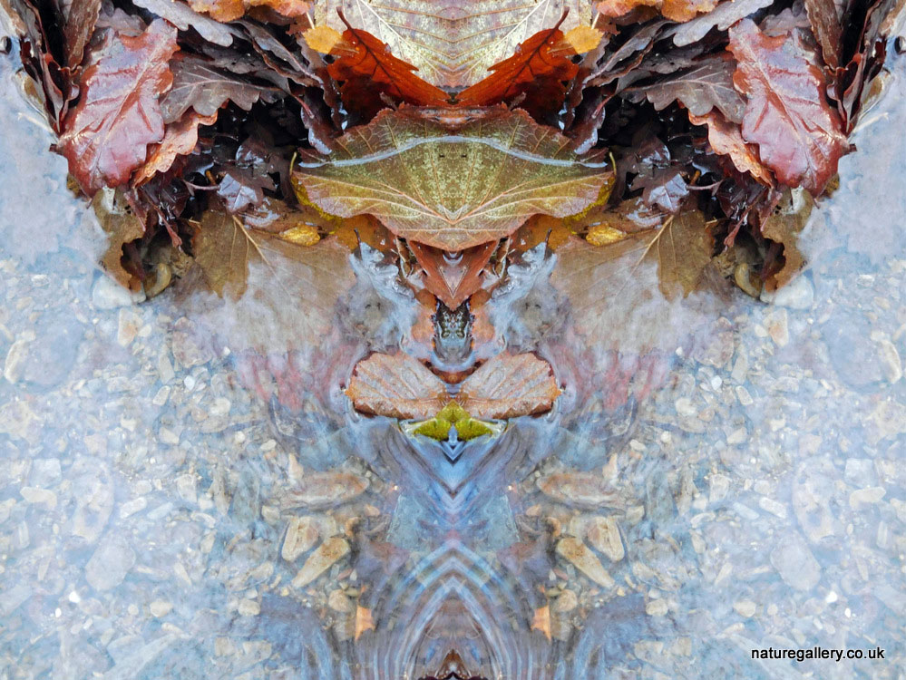 Nature Gallery