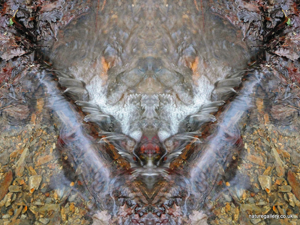 Nature Gallery