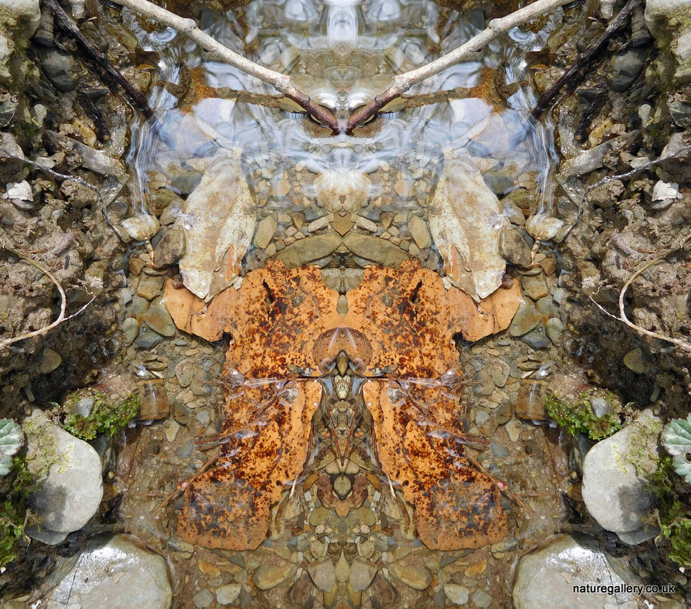 Nature Gallery