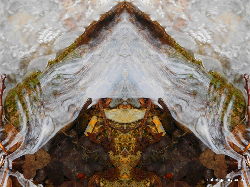 Nature Gallery
