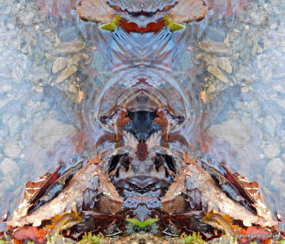Nature Gallery